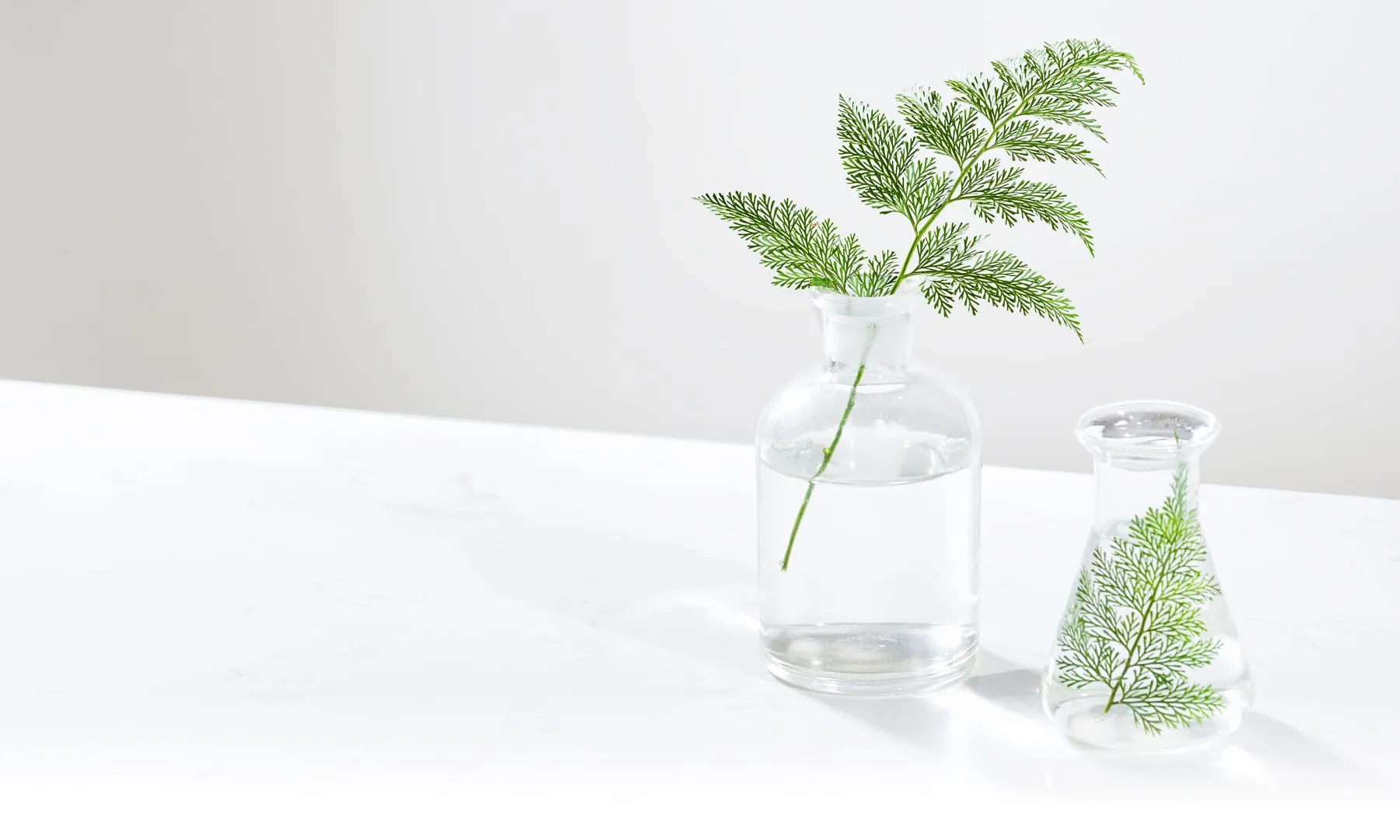 Fern sprig in a glass flask on a white bench