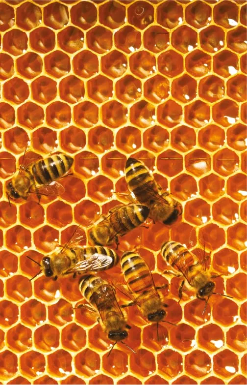 Bees on a honeycomb